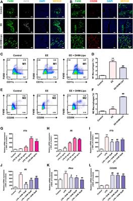 Dihydromyricetin-Encapsulated Liposomes Inhibit Exhaustive Exercise-Induced Liver Inflammation by Orchestrating M1/M2 Macrophage Polarization